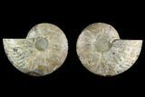 Agatized Ammonite Fossil - Madagascar #130065-1